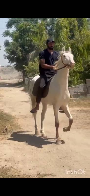 Dasi nukra horse | Ghora | horse | گھوڑا | Dasi Ghora 1