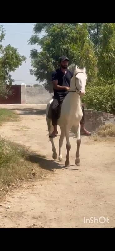 Dasi nukra horse | Ghora | horse | گھوڑا | Dasi Ghora 2