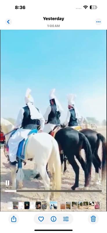 Dasi nukra horse | Ghora | horse | گھوڑا | Dasi Ghora 3