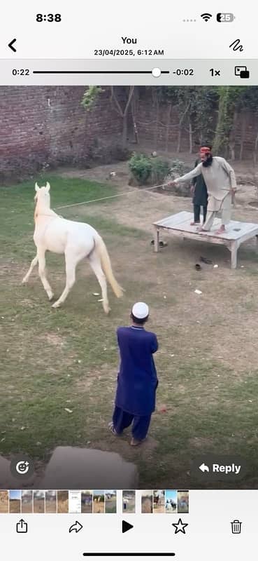 Dasi nukra horse | Ghora | horse | گھوڑا | Dasi Ghora 5