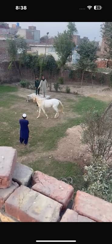 Dasi nukra horse | Ghora | horse | گھوڑا | Dasi Ghora 6