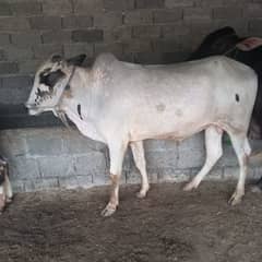 Qurbani Beal