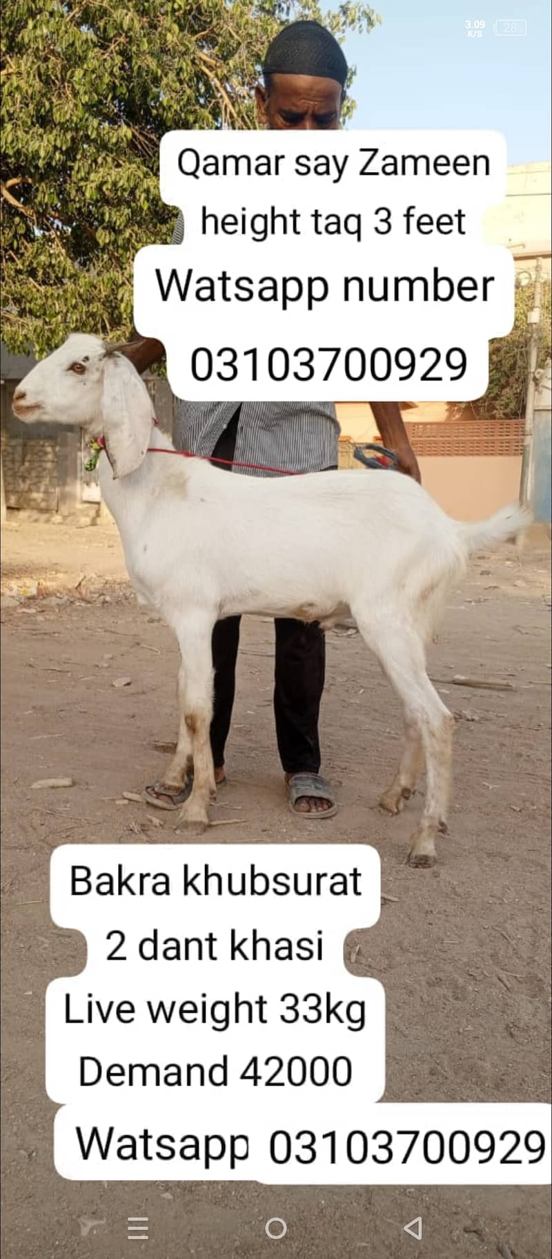 Goat | Bakra | goat for sale | Bakra for sale 0