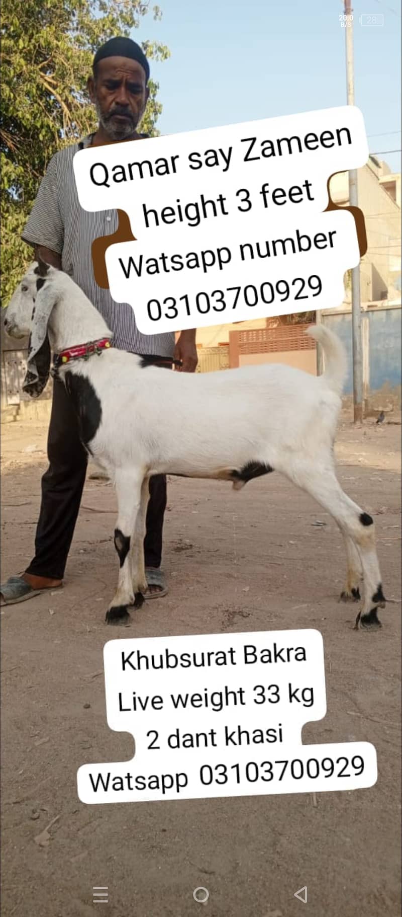 Goat | Bakra | goat for sale | Bakra for sale 2