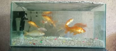 5 Gold Fishs 4 others with aquarium 2*1, 1 feet tall
