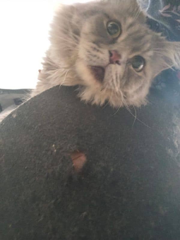 Persian cat, male, active friendly, joyful, playful 7