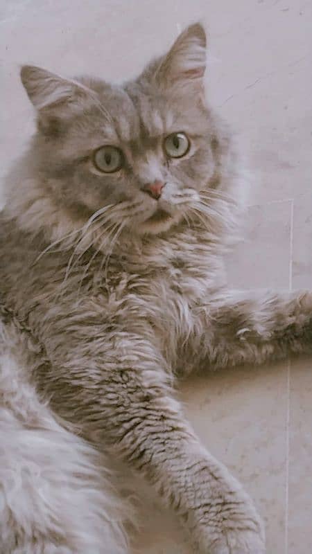 Persian cat, male, active friendly, joyful, playful 4