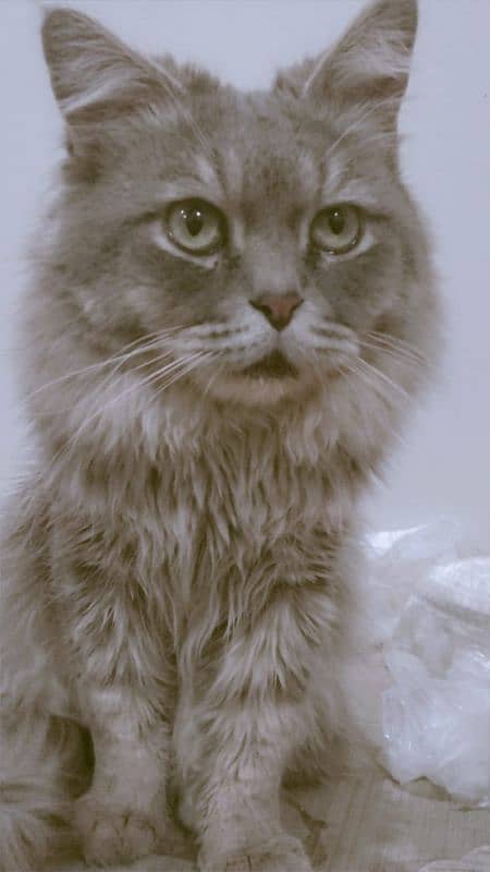 Persian cat, male, active friendly, joyful, playful 5