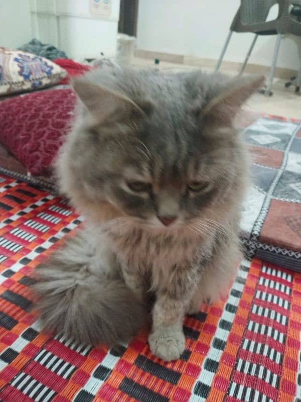 Persian cat, male, active friendly, joyful, playful 3