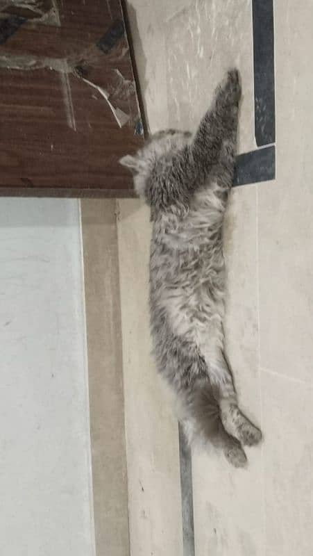 Persian cat, male, active friendly, joyful, playful 2