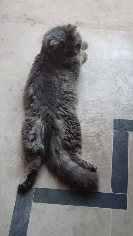 Persian cat, male, active friendly, joyful, playful 6