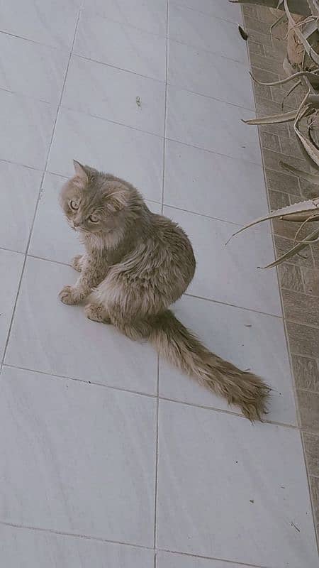 Persian cat, male, active friendly, joyful, playful 0