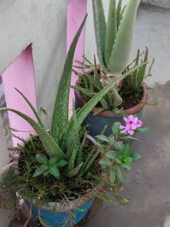 aloe