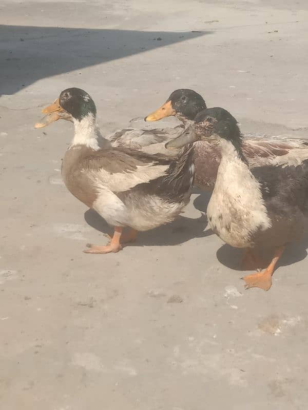 4 male ducks for sale 0