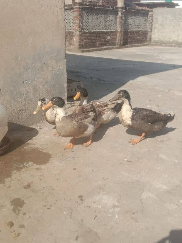 4 male ducks for sale 1
