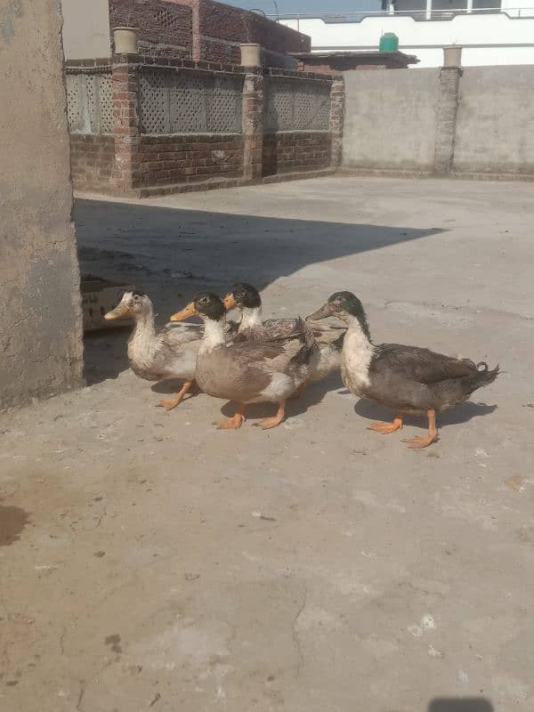 4 male ducks for sale 2