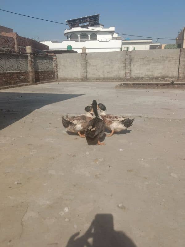 4 male ducks for sale 3