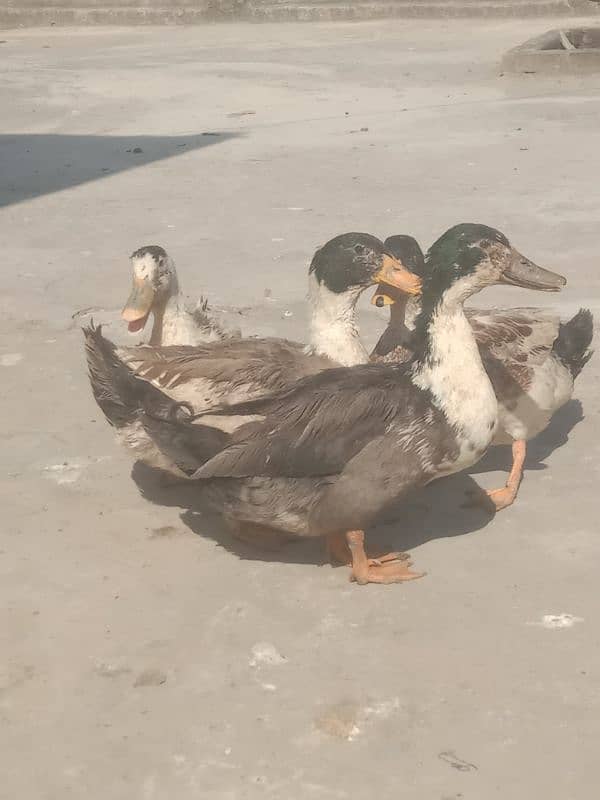 4 male ducks for sale 4