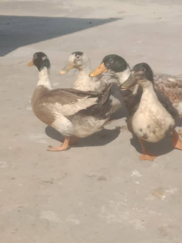 4 male ducks for sale 5
