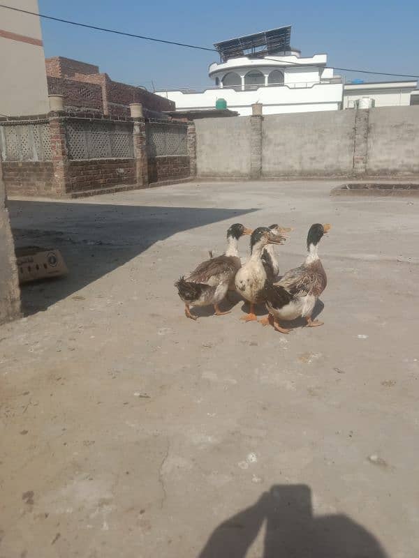 4 male ducks for sale 6