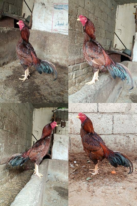 Aseel/ Aseel Minawali/ Pakistani Aseel/ Aseel Murga/ Aseel Chicks 1