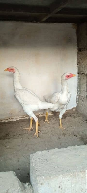 Aseel/ Aseel Minawali/ Pakistani Aseel/ Aseel Murga/ Aseel Chicks 6