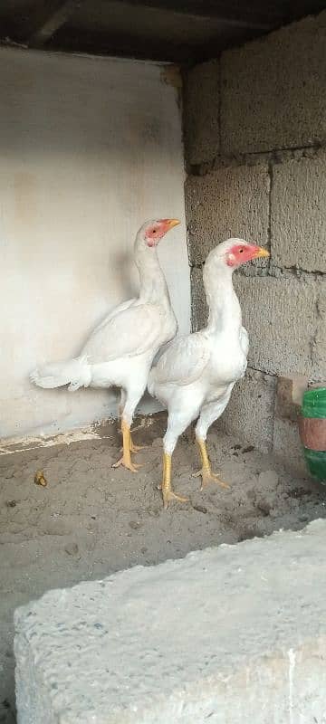 Aseel/ Aseel Minawali/ Pakistani Aseel/ Aseel Murga/ Aseel Chicks 7