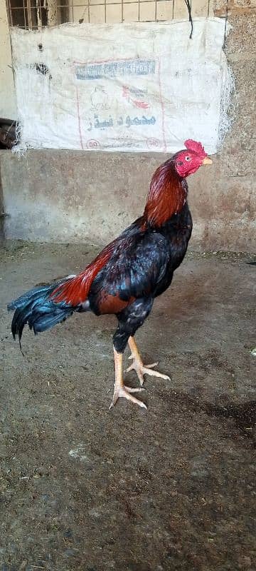 Aseel/ Aseel Minawali/ Pakistani Aseel/ Aseel Murga/ Aseel Chicks 11
