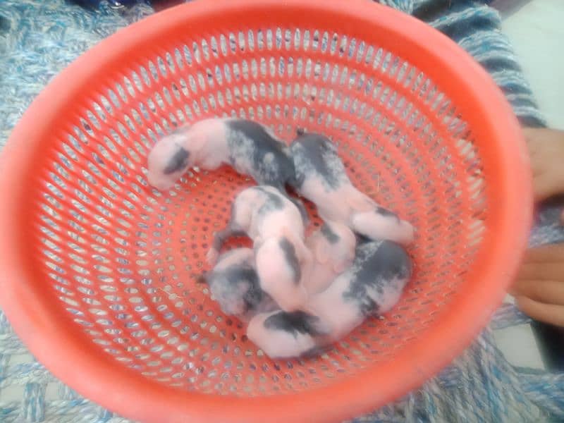 rabbit baby are cute 0