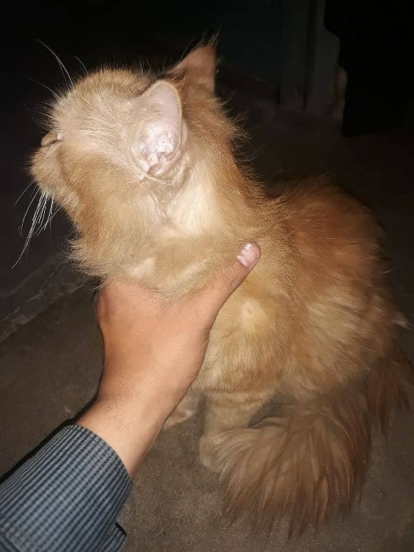 persian cat 0