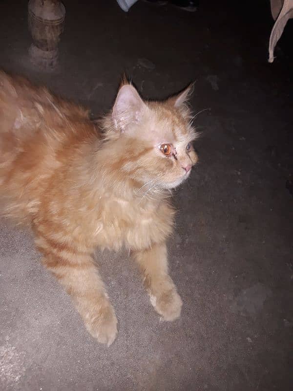 persian cat 1