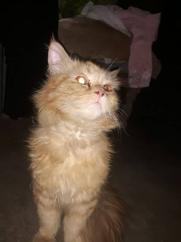 persian cat 2