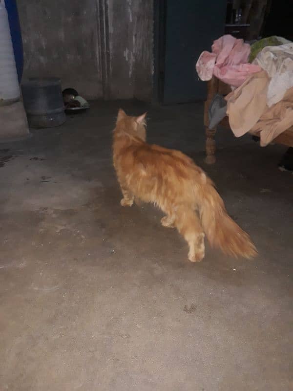 persian cat 4