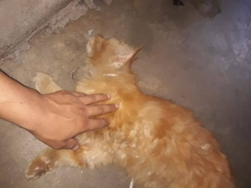 persian cat 5