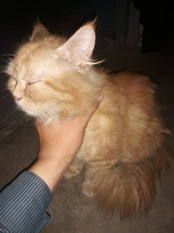 persian cat 6