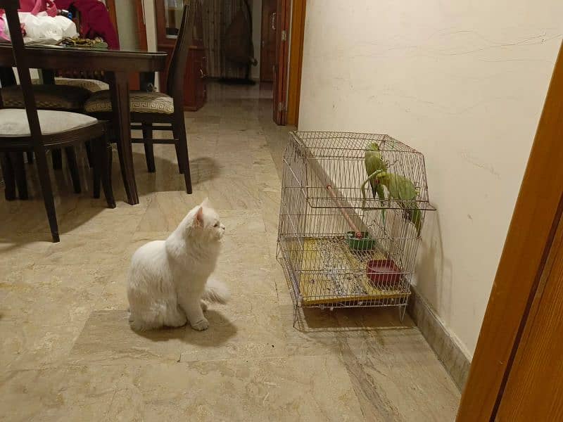 Persian White Cat 0