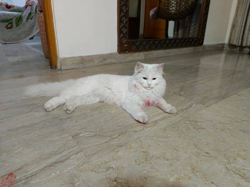 Persian White Cat 1