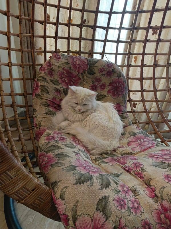 Persian White Cat 2