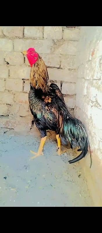 thai aseel murga cross age has ke 15 month 0