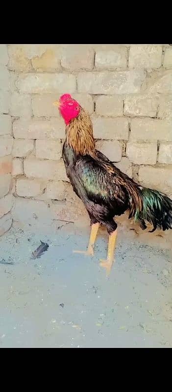 thai aseel murga cross age has ke 15 month 1