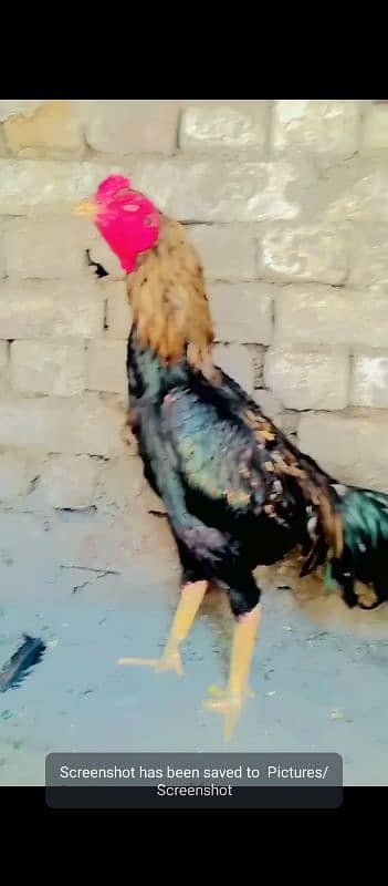 thai aseel murga cross age has ke 15 month 2