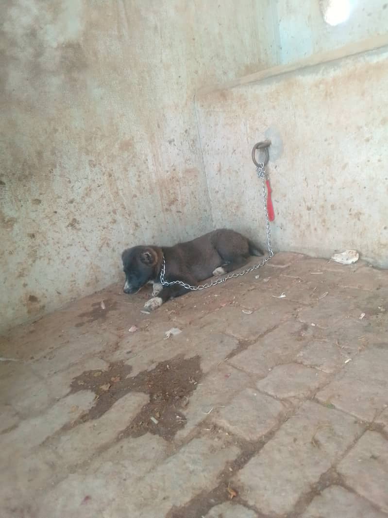 Afghan kuchi and alabai mix breed 02 females puppy available for sale 4