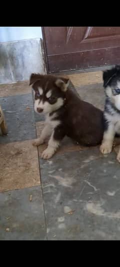 husky