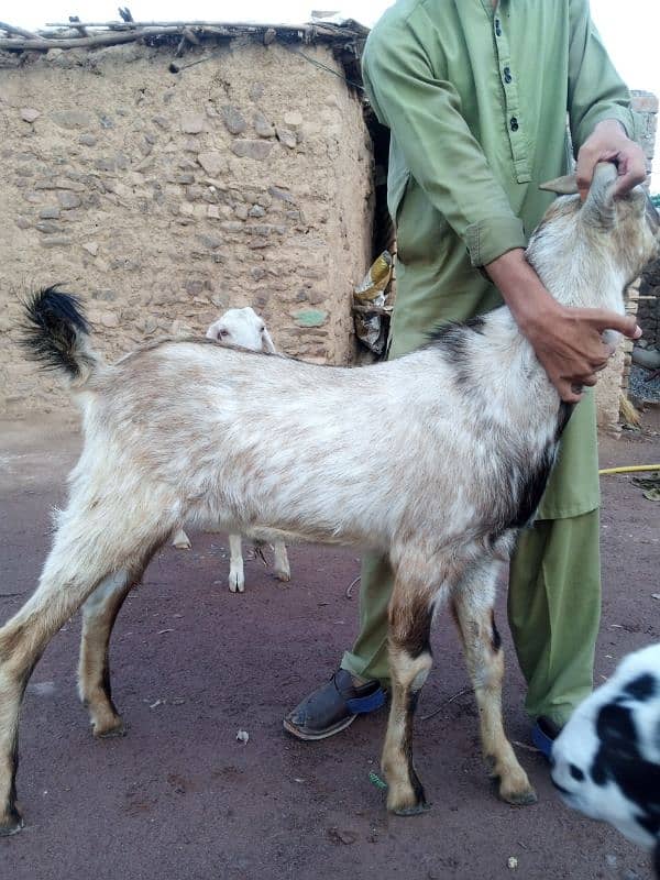 for seel goats 0