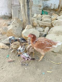 Hen with 4 months chick's
