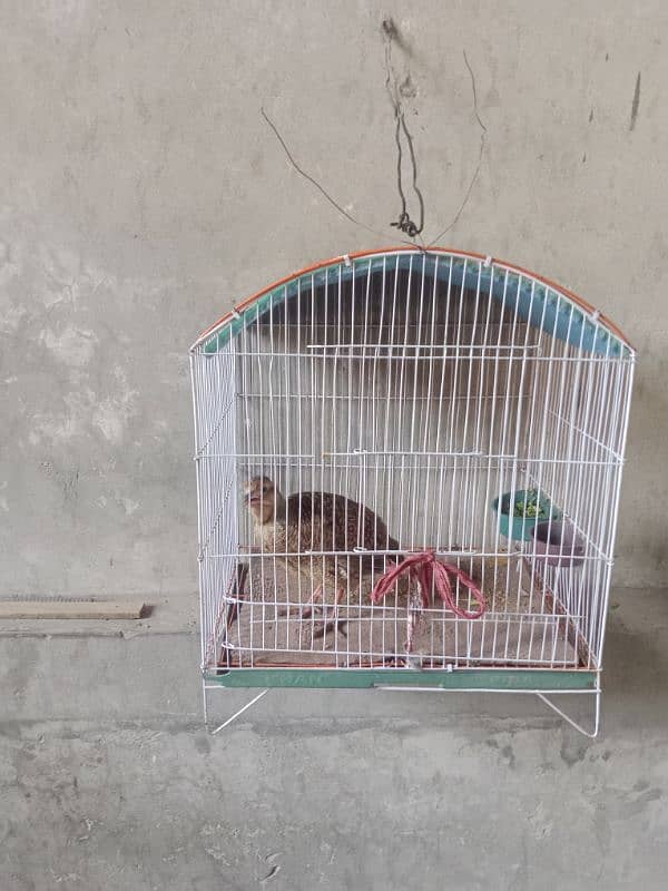 Mashallah  Dakhni teeter King size Breeder Male   03700966751 0