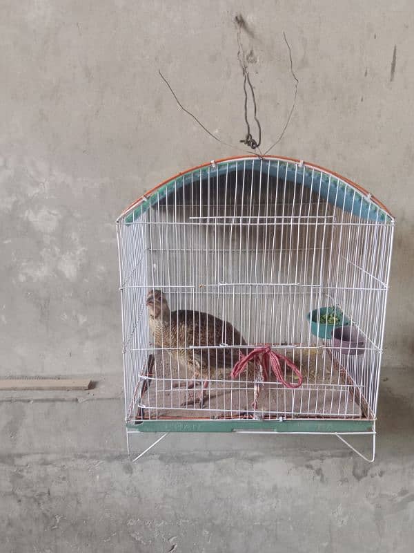 Mashallah  Dakhni teeter King size Breeder Male   03700966751 1