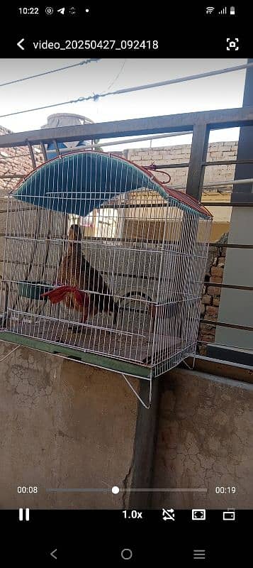 Mashallah  Dakhni teeter King size Breeder Male   03700966751 2