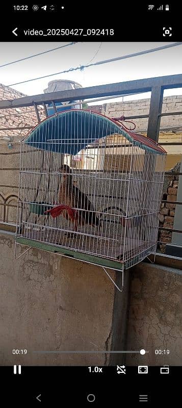 Mashallah  Dakhni teeter King size Breeder Male   03700966751 3