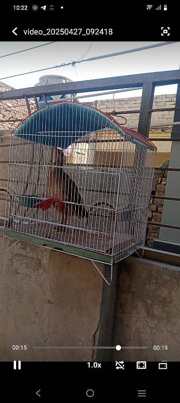 Mashallah  Dakhni teeter King size Breeder Male   03700966751 4